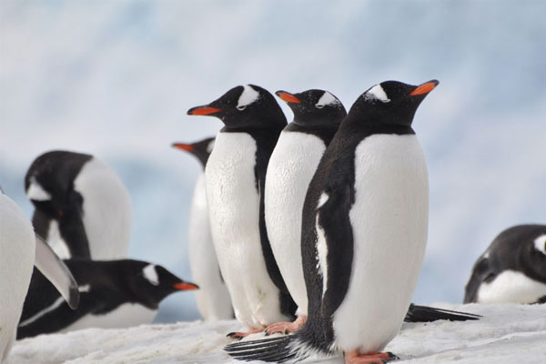 Antarctic Peninsula