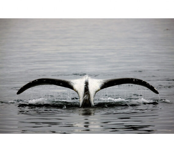 Bowhead Whale Greenland