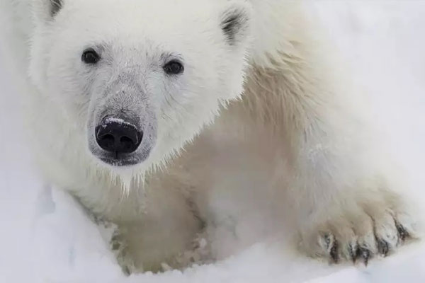 Spitsbergen Photography